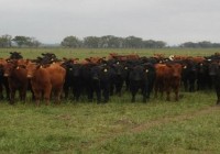 Con zoom en la Cría. Para asegurar la preñez