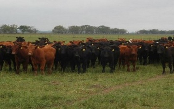 Con zoom en la Cría. Para asegurar la preñez