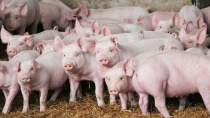 Jornada solidos sistema cama profunda