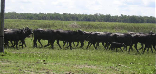 Nueva jornada a campo del IPCVA