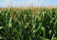 Se viene un nuevo Conectados de Syngenta