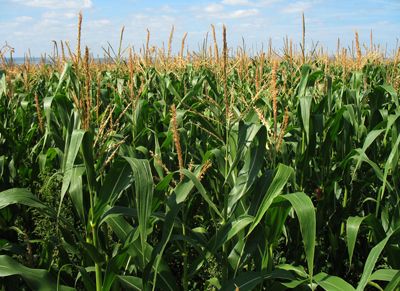 Se viene un nuevo Conectados de Syngenta