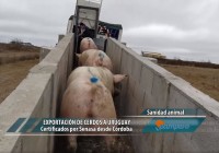 Mega granjas de cerdos