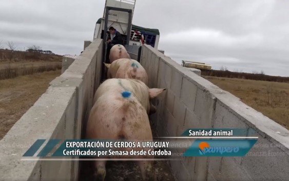 Mega granjas de cerdos