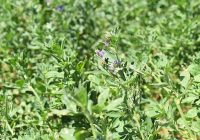 Hoy jornada técnica sobre genética premium en alfalfa Hoy jornada técnica sobre genética premium en alfalfa
