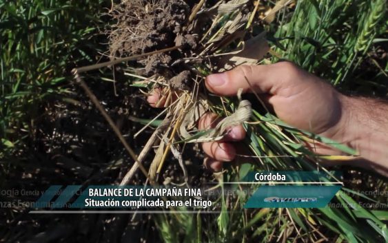 Balance de la campaña fina