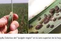 Invierno seco: ¿Pulgones en los trigos?