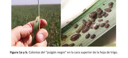 Invierno seco: ¿Pulgones en los trigos?