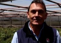 INTA Marcos Juárez – Evaluación a Fusariosis de la espiga en ensayo con riego e infección artificial