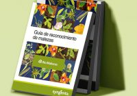Syngenta no malezas soluciones para control de malezas