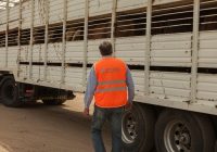 Bienestar animal en el transporte Bienestar animal en el transporte