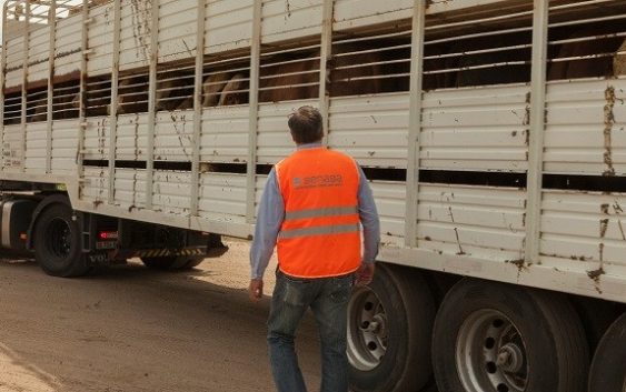 Bienestar animal en el transporte