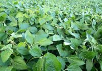 El lote determina el 80% de los rindes El lote determina el 80% de los rindes