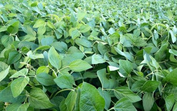 El lote determina el 80% de los rindes