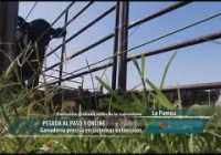 Pesada al paso y online