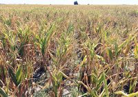 La Niña continuará durante el verano y afectará a la campaña gruesa