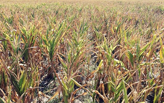 La Niña continuará durante el verano y afectará a la campaña gruesa