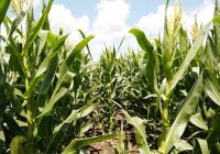 Actualización MAÍZ 2022