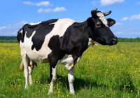 Control en reproductores bovinos de exportación