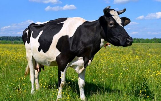 Control en reproductores bovinos de exportación