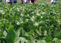 Las lluvias redujeron los daños y se espera una soja con un rendimiento de 35 quintales de piso