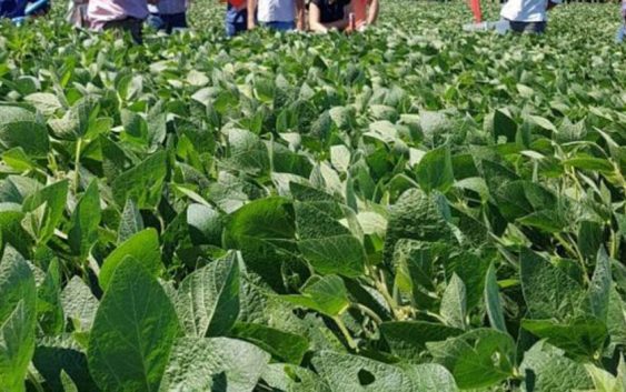 Las lluvias redujeron los daños y se espera una soja con un rendimiento de 35 quintales de piso