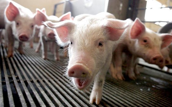 Prevención de peste porcina africana