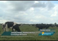 Sanidad animal: perspectiva 2021 Sanidad animal: perspectiva 2021