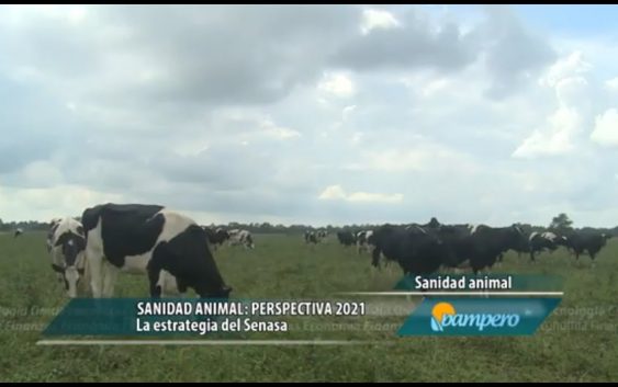 Sanidad animal: perspectiva 2021