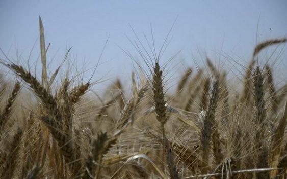 Análisis económico para la próxima campaña.