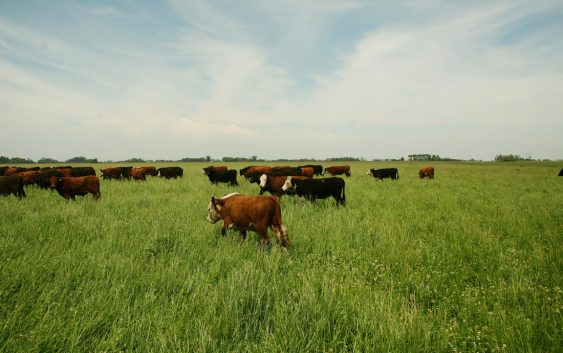 Comercio exterior interactivo