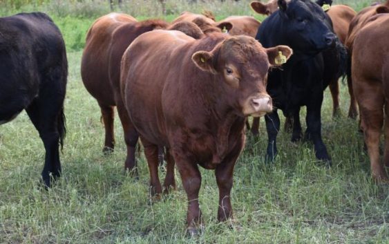 Primer Manual de Bienestar Animal para engorde a corral, presentado por el IPCVA y el INTA