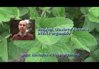 Secuencia y determinaciones en el cultivo de soja Secuencia y determinaciones en el cultivo de soja