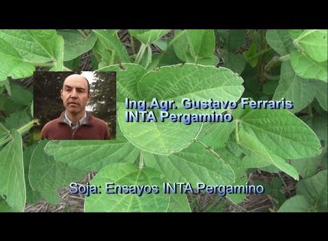 Secuencia y determinaciones en el cultivo de soja