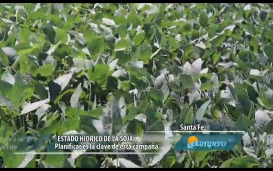 Estado hídrico de la soja
