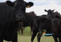 ¡Descargue “Ganadería y Compromiso” de junio!