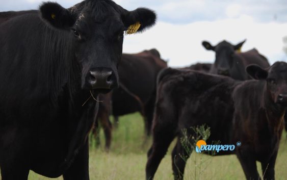 ¡Descargue “Ganadería y Compromiso” de junio!