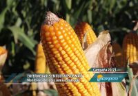 Enfermedades en cultivos de maíz