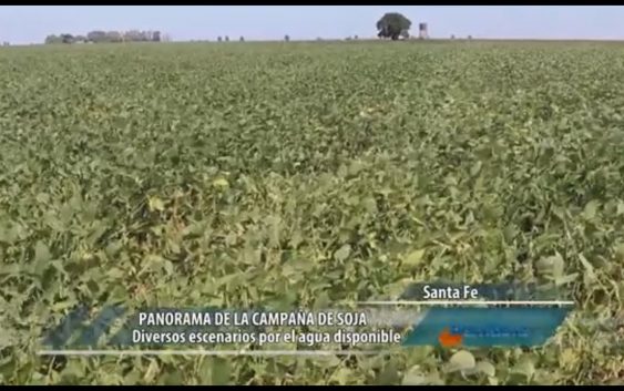 Panorama de la campaña de la soja