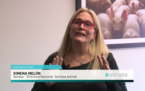La sanidad animal en el Mercosur
