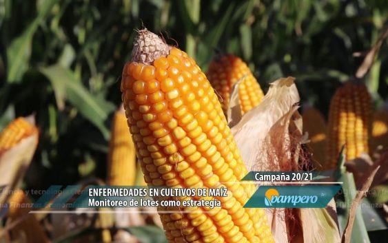 Enfermedades en cultivos de maíz