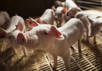 Fericerdo Técnica virtual