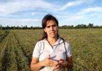 Uso de compost de cama profunda en maiz