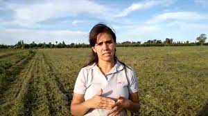 Uso de compost de cama profunda en maiz