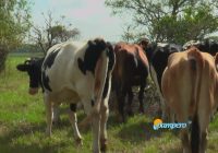 VaqINTA: herramienta para tamberos