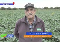 Lo que dejó en plagas esta campaña gruesa Lo que dejó en plagas esta campaña gruesa