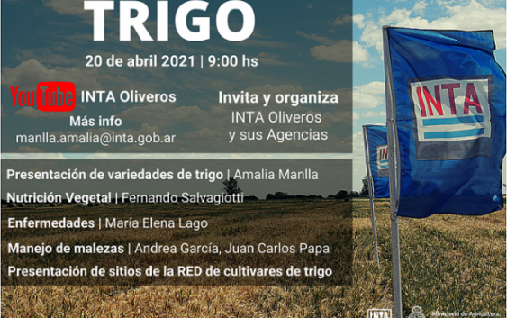 Trigo: jornada virtual a campo