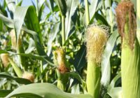 Cosecha oportuna ma铆z Cosecha oportuna ma铆z