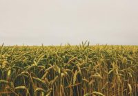 驴Por qu茅 incluir trigo en invierno? 驴Por qu茅 incluir trigo en invierno?