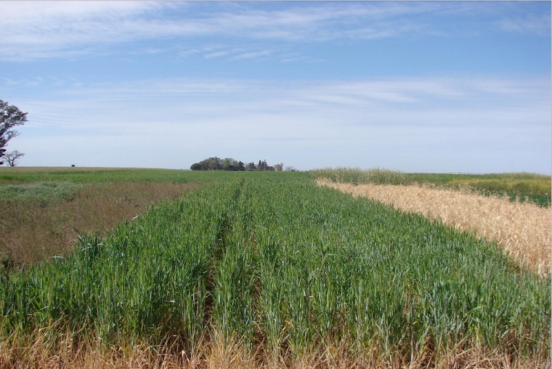 Con cultivos de cobertura controlan el avance de malezas resistentes Con cultivos de cobertura controlan el avance de malezas resistentes